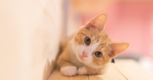 Tアンケート_『猫との暮らしに関するアンケート調査』